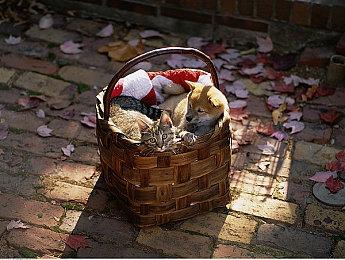 《蝙蝠侠：阿卡姆之影》新剧情预告片 秋季发行